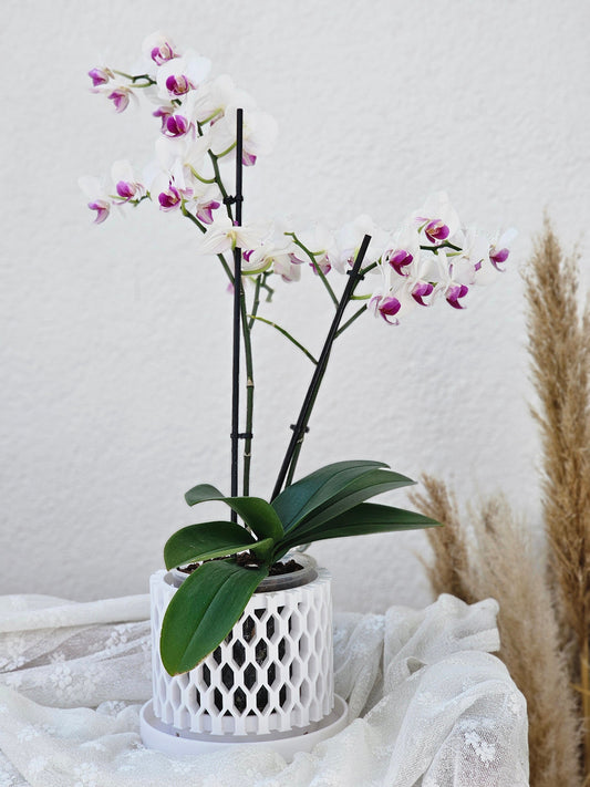 Moderner Orchideentopf mit Drainage "Arne"| Exklusiv 3D gedruckter Topf für Orchideen und Sukkulenten